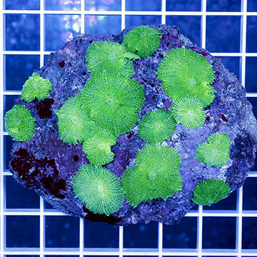 Neon Green Rhodactis Mushrooms