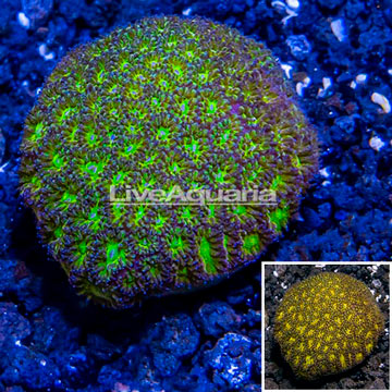 LiveAquaria® Cultured Leptastrea coral