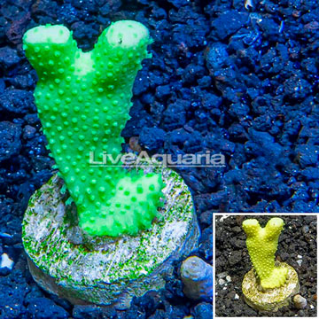 LiveAquaria® Cultured Green Porites Coral 