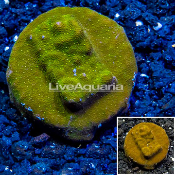 LiveAquaria® Cultured Psammacora Coral