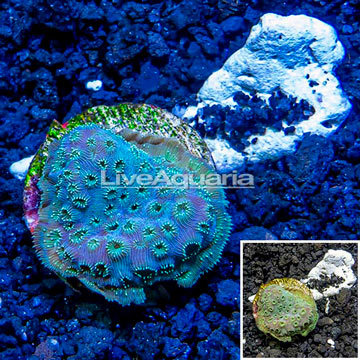 LiveAquaria® Cultured Pavona Coral