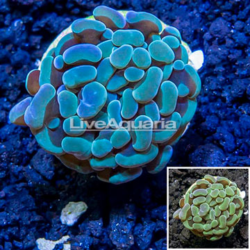 LiveAquaria® Cultured Hammer Coral 