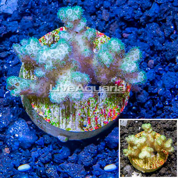 LiveAquaria® Cultured Pocillopora Coral