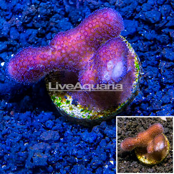 LiveAquaria® Cultured Pink Stylophora Coral 