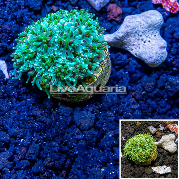 LiveAquaria® Cultured Galaxea Coral