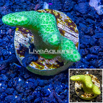 LiveAquaria® Cultured Green Porites Coral 