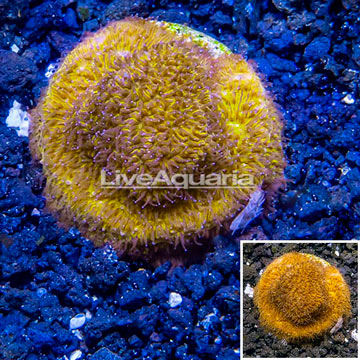 LiveAquaria® Cultured Leptoseris Coral