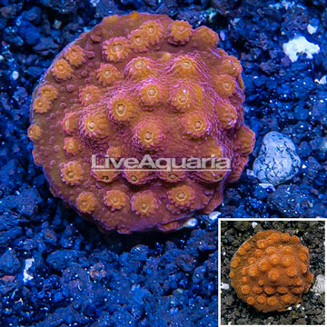 LiveAquaria® Cultured Cyphastrea Coral