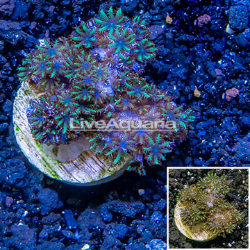 LiveAquaria® Cultured Sympodium Coral 