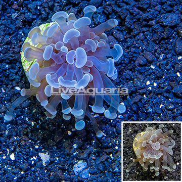 LiveAquaria® Cultured Hammer Coral