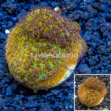 LiveAquaria® Cultured Orange Leptastrea Coral