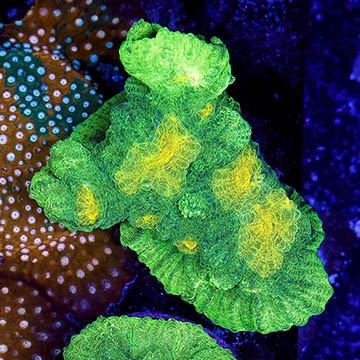 USA Cultured Ultra Chalice Coral