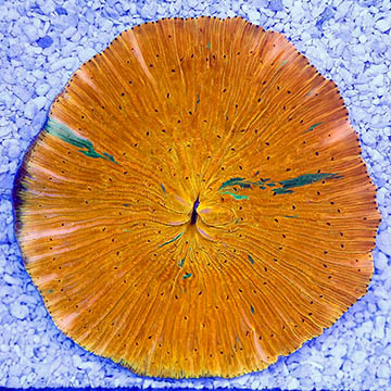 Short Tentacle Plate Coral