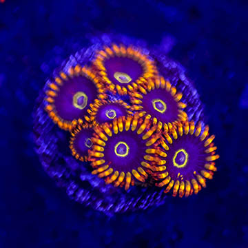 USA Cultured Zoanthus Coral