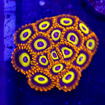 USA Cultured Zoanthus Coral