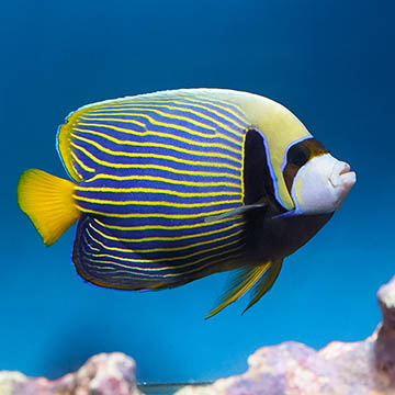Emperor Angelfish - Adult