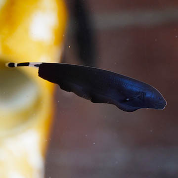 Black Ghost Knife Fish 
