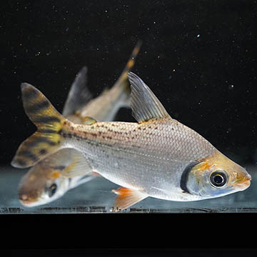 Redfin Prochilodus 