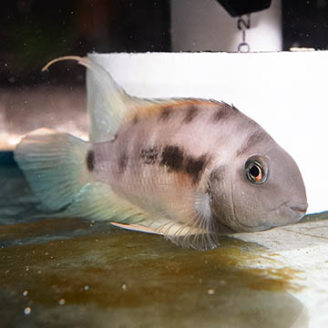 Blue Eyed Convict Cichlid