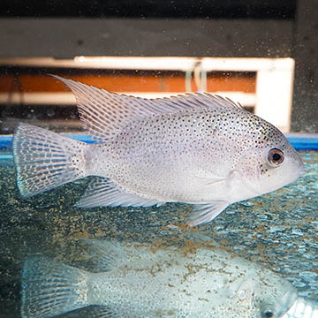 Silver Cichlid