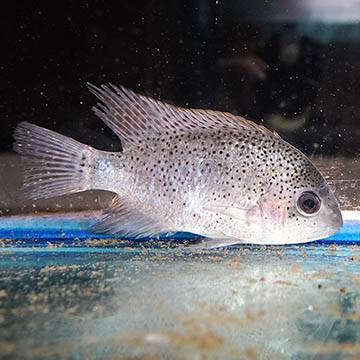 Silver Cichlid