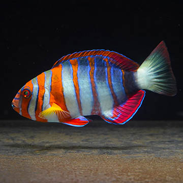 Harlequin Tusk 
