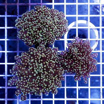 Green Tip Frogspawn Coral