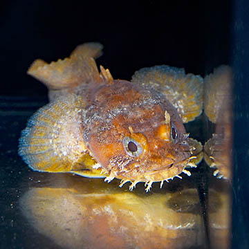 Caribbean Gulf Toadfish