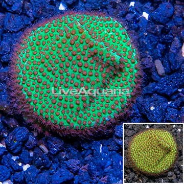 USA Cultured Screamin Demon Porites Coral