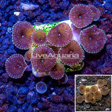 USA Cultured Protopalythoa Coral