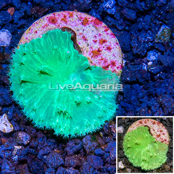 LiveAquaria® Cultured Green Cabbage Leather Coral 