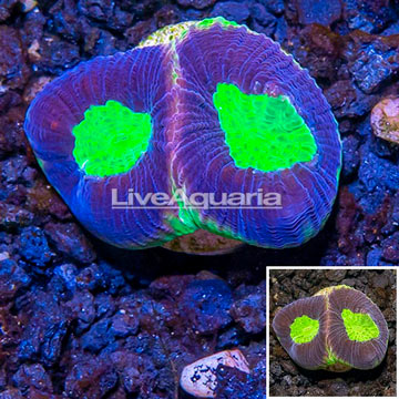 LiveAquaria® Cultured Goniastrea Brain Coral 