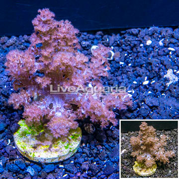 XL LiveAquaria® Cultured Pineapple Tree Coral 