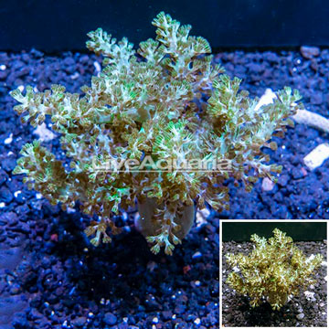 XL LiveAquaria® Cultured Pineapple Tree Coral