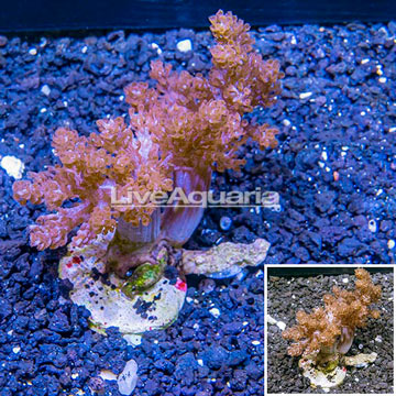 XL LiveAquaria® Cultured Pineapple Tree Coral