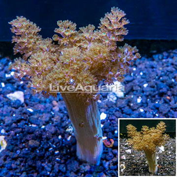 XL LiveAquaria® Cultured Pineapple Tree Coral 