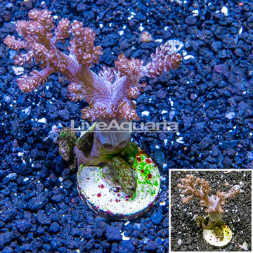 XL LiveAquaria® Cultured Pineapple Tree Coral