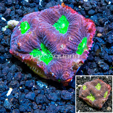 LiveAquaria® Cultured Goniastrea Brain Coral 