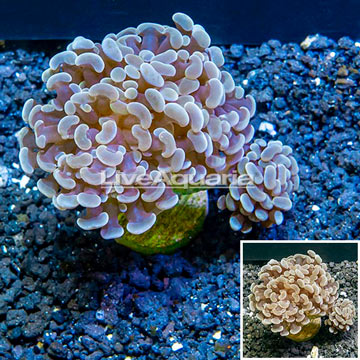 LiveAquaria® Cultured Hammer Coral 