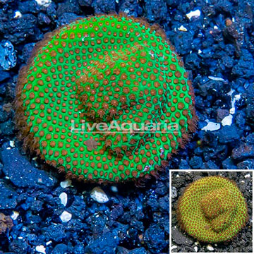 USA Cultured Screamin Demon Porites Coral