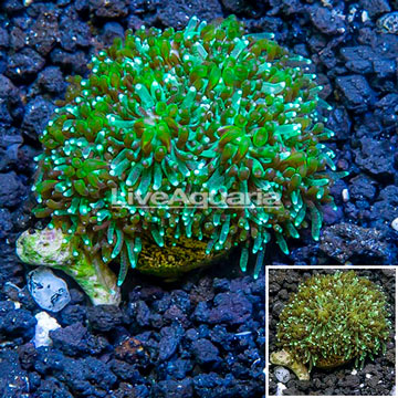 LiveAquaria® Cultured Galaxea Coral