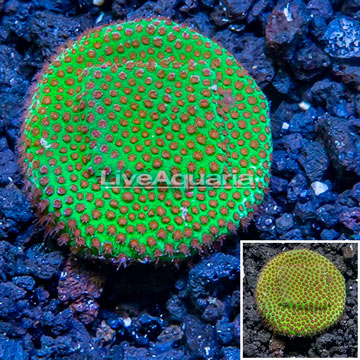 USA Cultured Screamin Demon Porites Coral