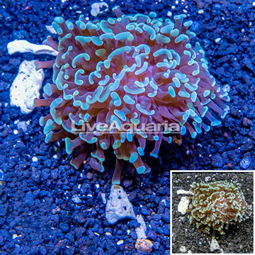 LiveAquaria® Cultured Hammer Coral