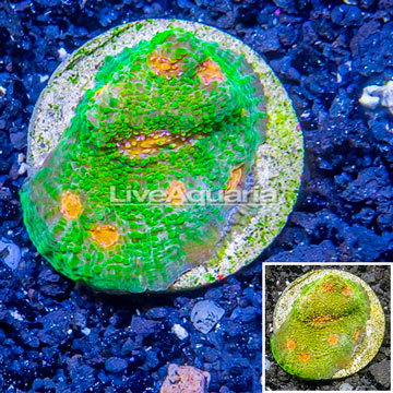 LiveAquaria® Cultured Ultra Chalice Coral