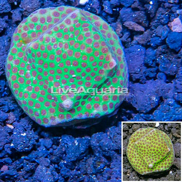 USA Cultured Jolly Green Giant Porites Frag