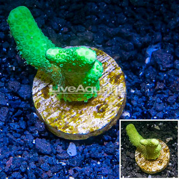 LiveAquaria® Cultured Porites Coral