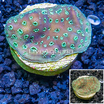 LiveAquaria® Cultured Pavona Coral