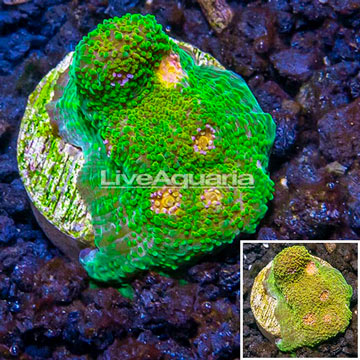 LiveAquaria® Cultured Ultra Chalice Coral