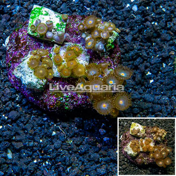 Zoanthus Coral Indonesia