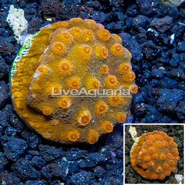 LiveAquaria® Cultured Cyphastrea Frag